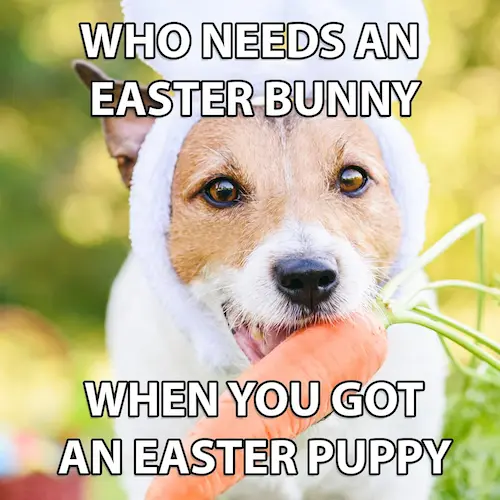 easter dog bunny memes