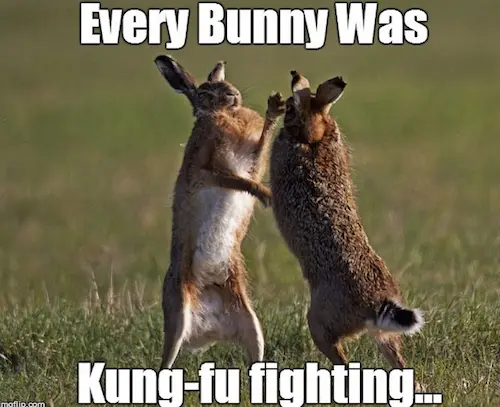 easter bunny fighter memes 2024