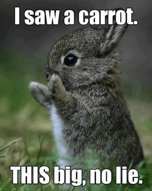 i saw a carrot, this big, no lie.. cutest easter memes of bunny